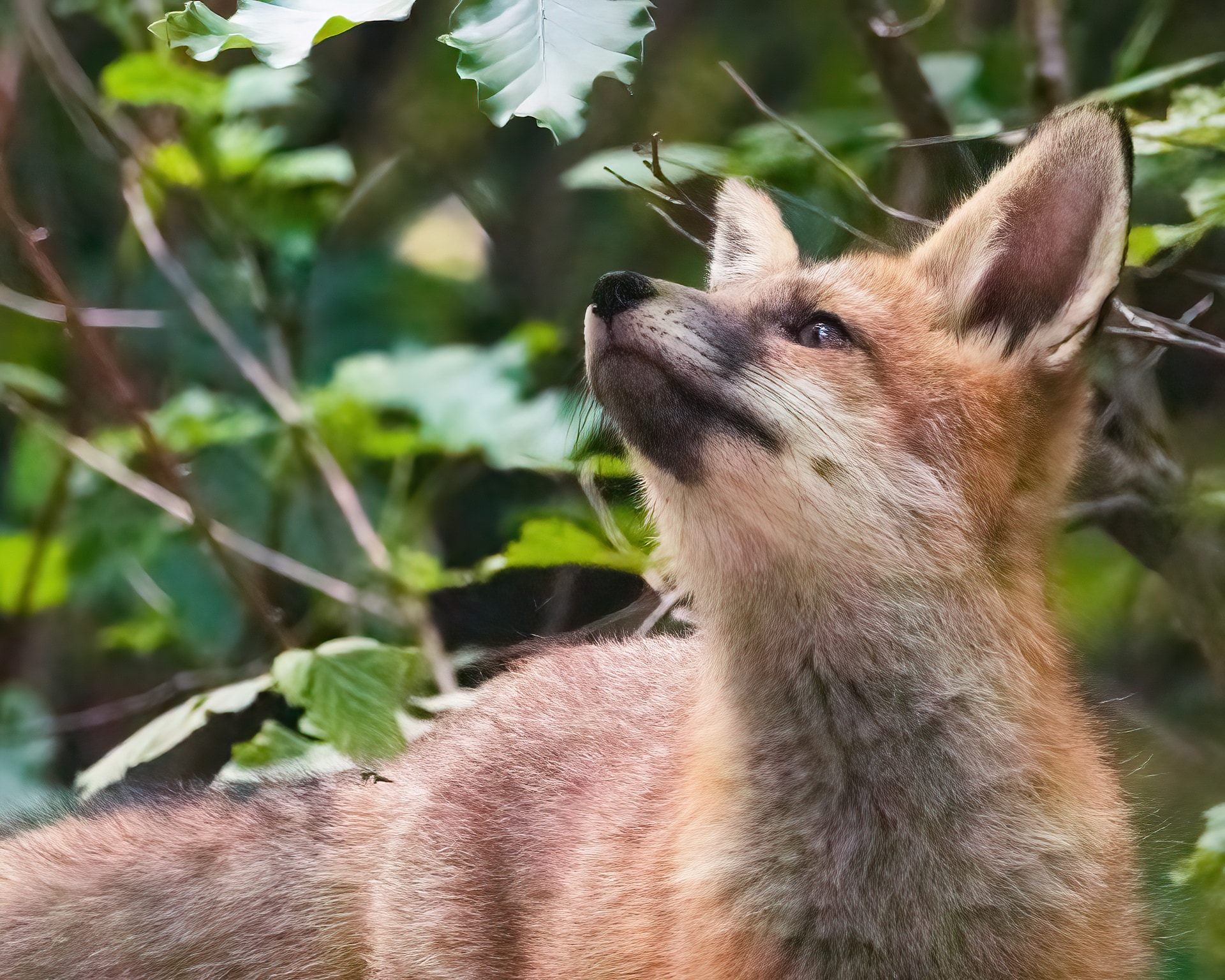 Fox