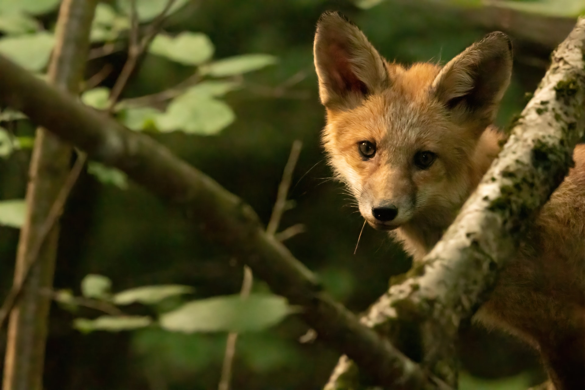 Fox cub