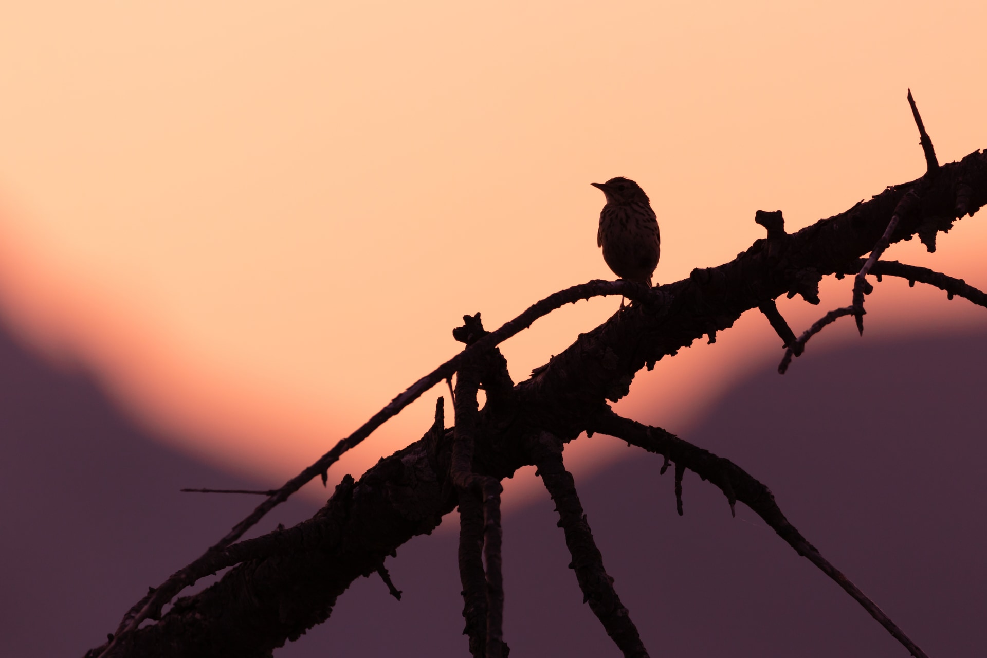 Bird enjoying the sunset
